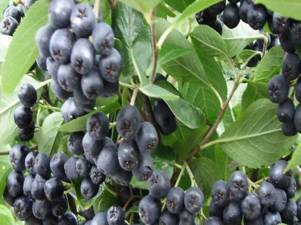 арония арон. рябина черноплодная (aronia melanocarpa). черноплодка арония. черноплодная рябина (арония) неро. арония сливолистная aronia.