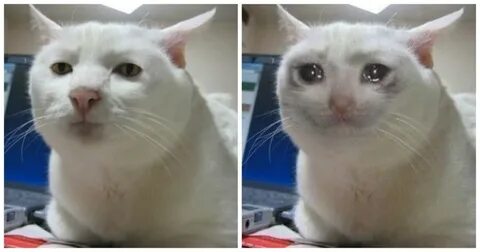 Несчастный кот Мем: 2 тыс изображений найдено в Яндекс Картинках