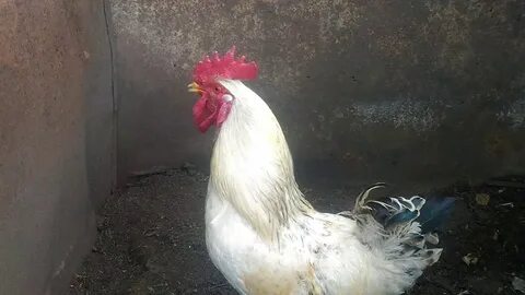 Кудахчущие куры