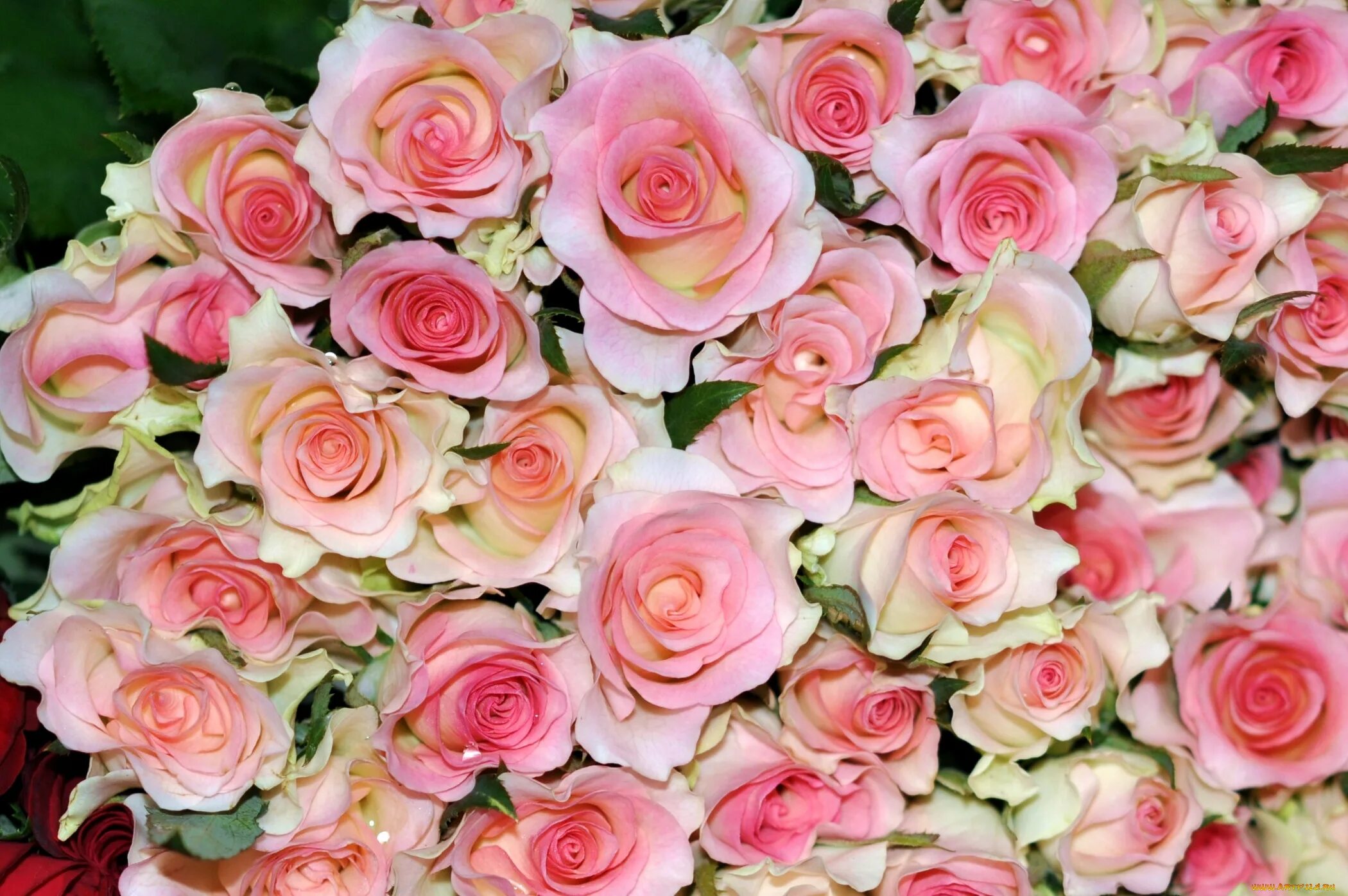 Розовые розы год песни. Обои микс белые розовые розы. Розовые розы фото узкие. Сорта желтых роз с фото и названиями.