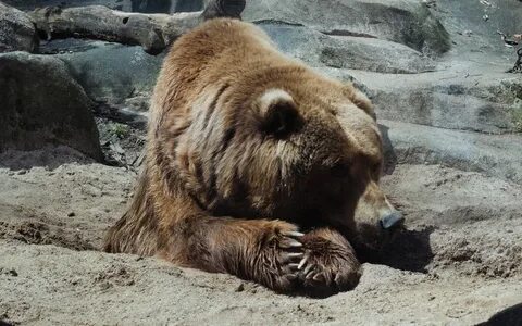 К чему снится агрессивный медведь