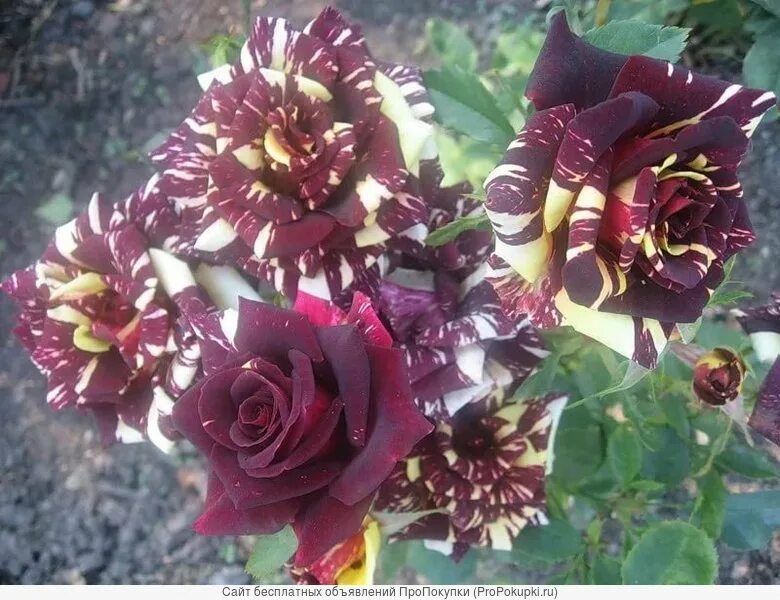 розы Flowers, Rose, Plants