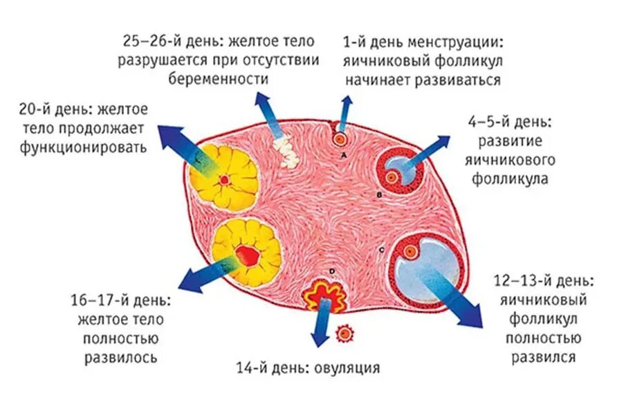 Забеременеть первого цикла. Стадии развития желтого тела. Желтое тело стадии развития функция. Цикл развития менструального желтого тела. Цикл созревания яйцеклетки.