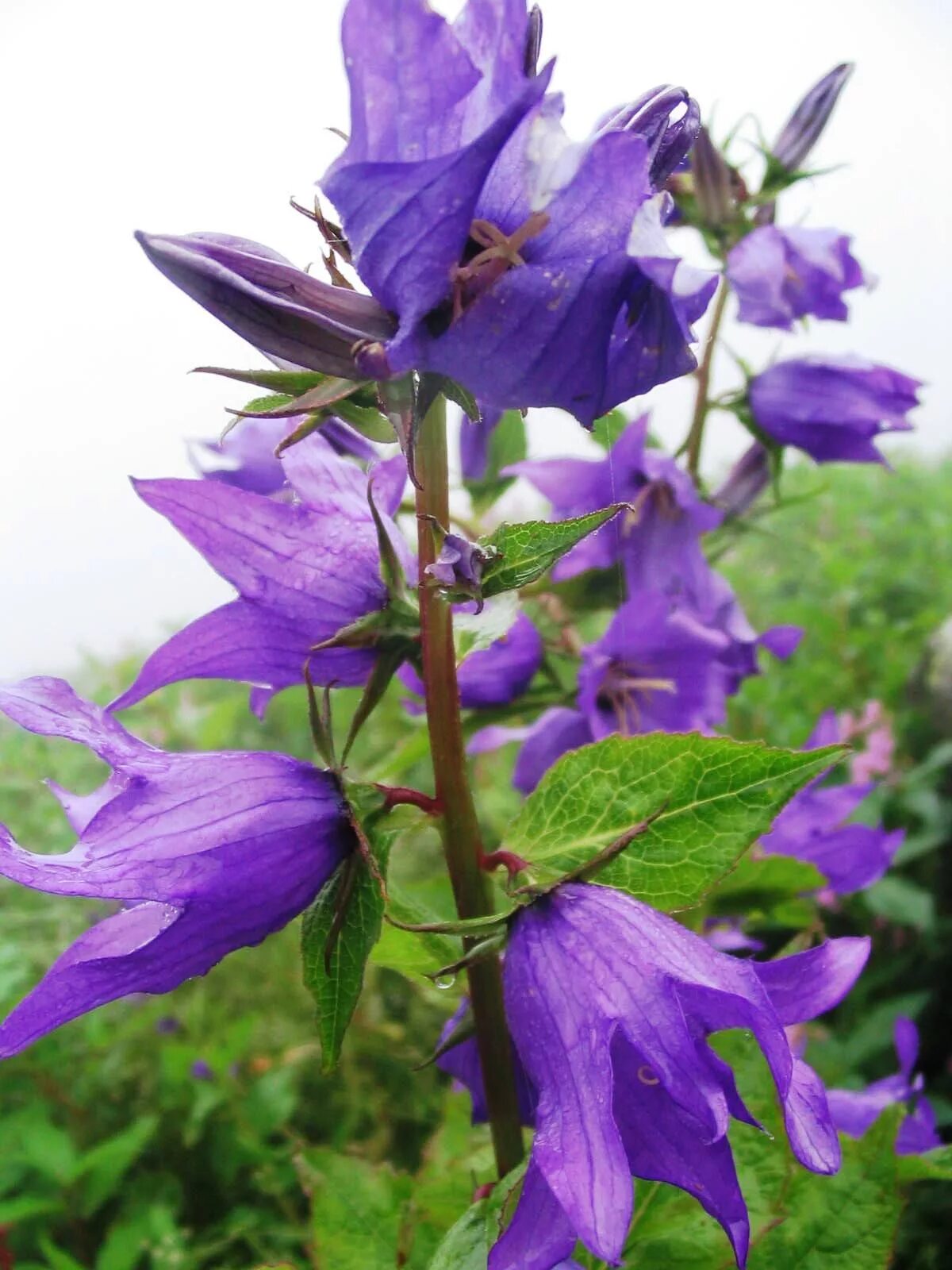 Кампанула колокольчик сиреневый. Campanula latifolia. Колокольчик сиреневый узколистный. Колокольчик сиреневый многолетний.