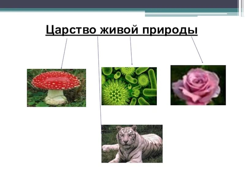 Самое разнообразное царство живой природы. Биология 5 кл царство живой природы. Царства живой природы 5 класс биология. Царства живой природы схема. Царства живой природы презентация.