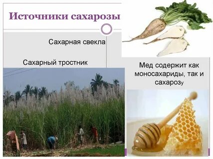 Сахарозы сахарная свекла сахарный