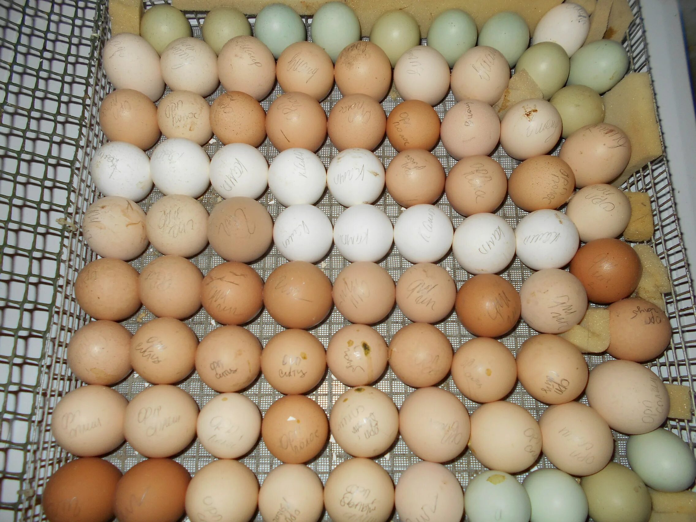 Купить инкубационные яйца пород кур