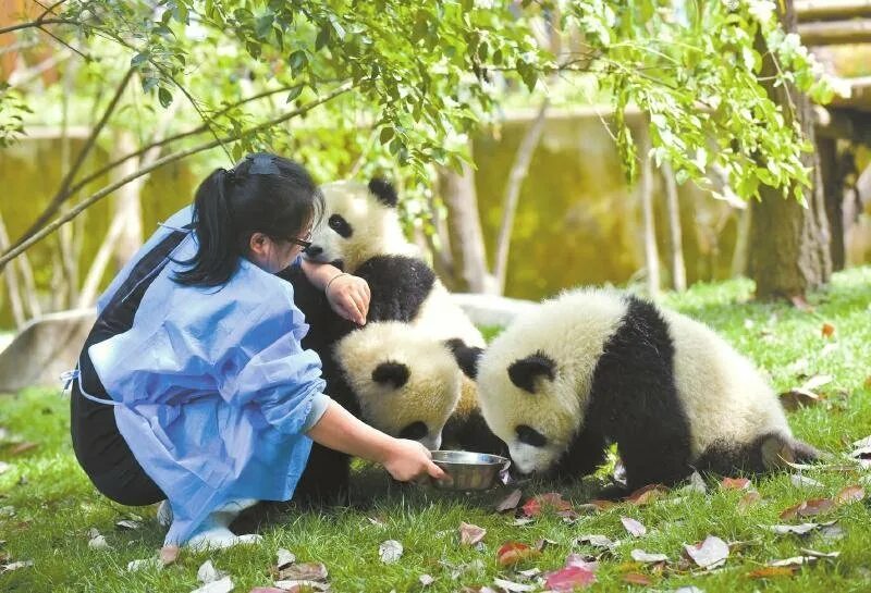 Inplace true pandas