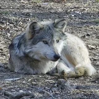 Корейский волк