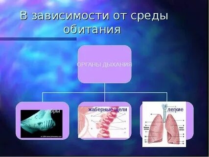 Органы дыхания и газообмен