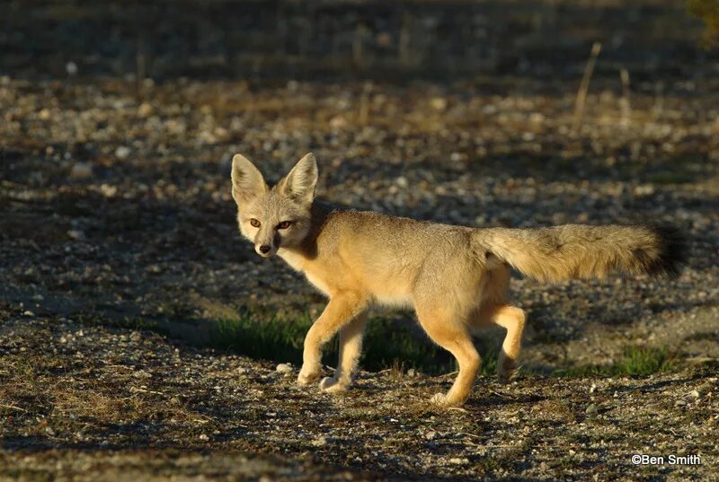 Kit fox. Вульпес Макротис. Vulpes macrotis лисицы. Капская лисица (Vulpes chama).