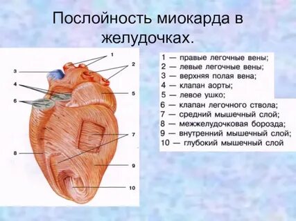 Средний мышечный слой