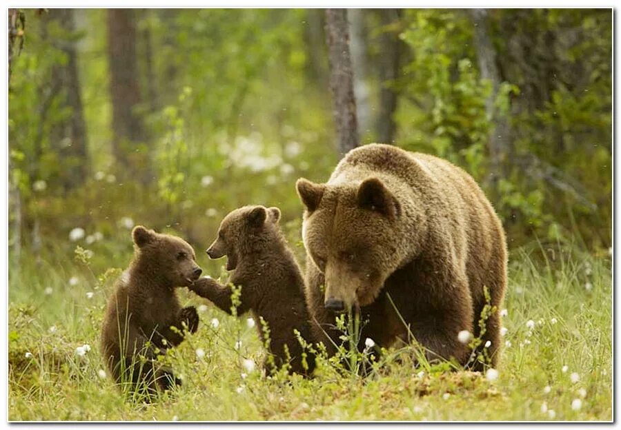 Медведи 06. Бурый медведь Новосибирской области. Бурый медведь (Ursus arctos). Животные Новосибирская область бурый медведь. Бурый медведь Брянской области.