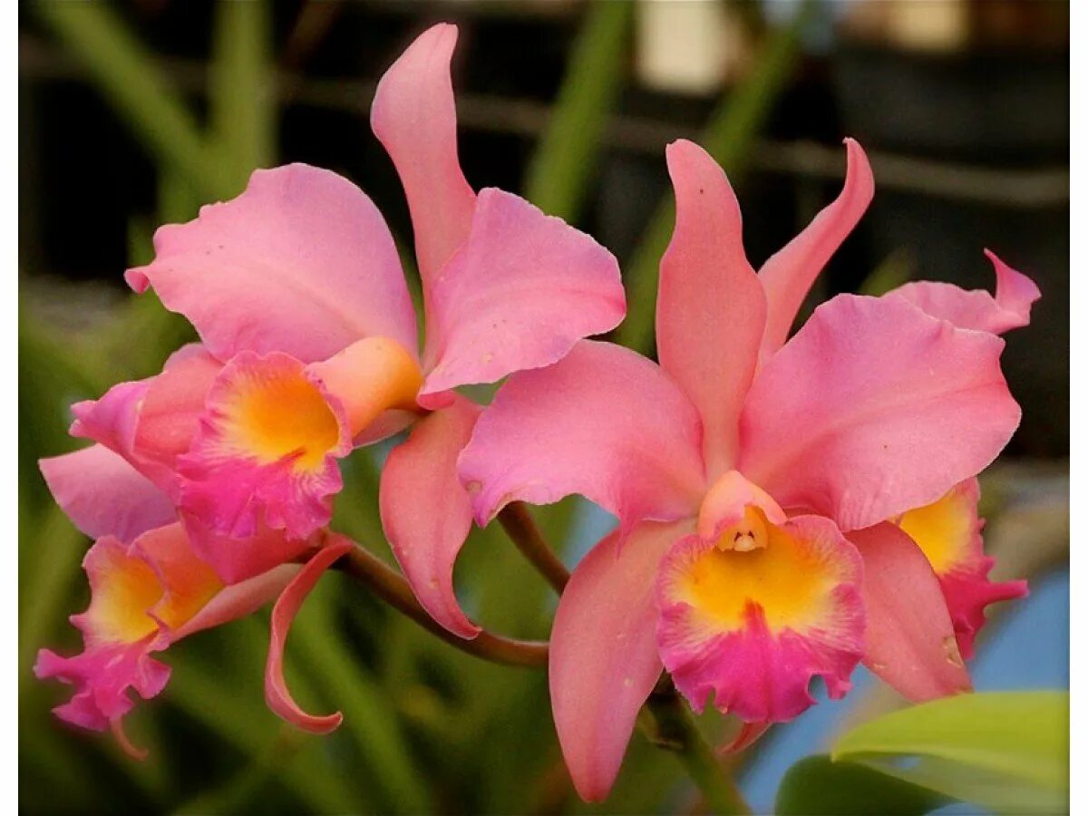 Орхидея Каттлея. Орхидея Cattleya. Каттлея (Cattleya). Колумбийская Орхидея Каттлея.