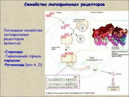 Рецепторами гормонов являются