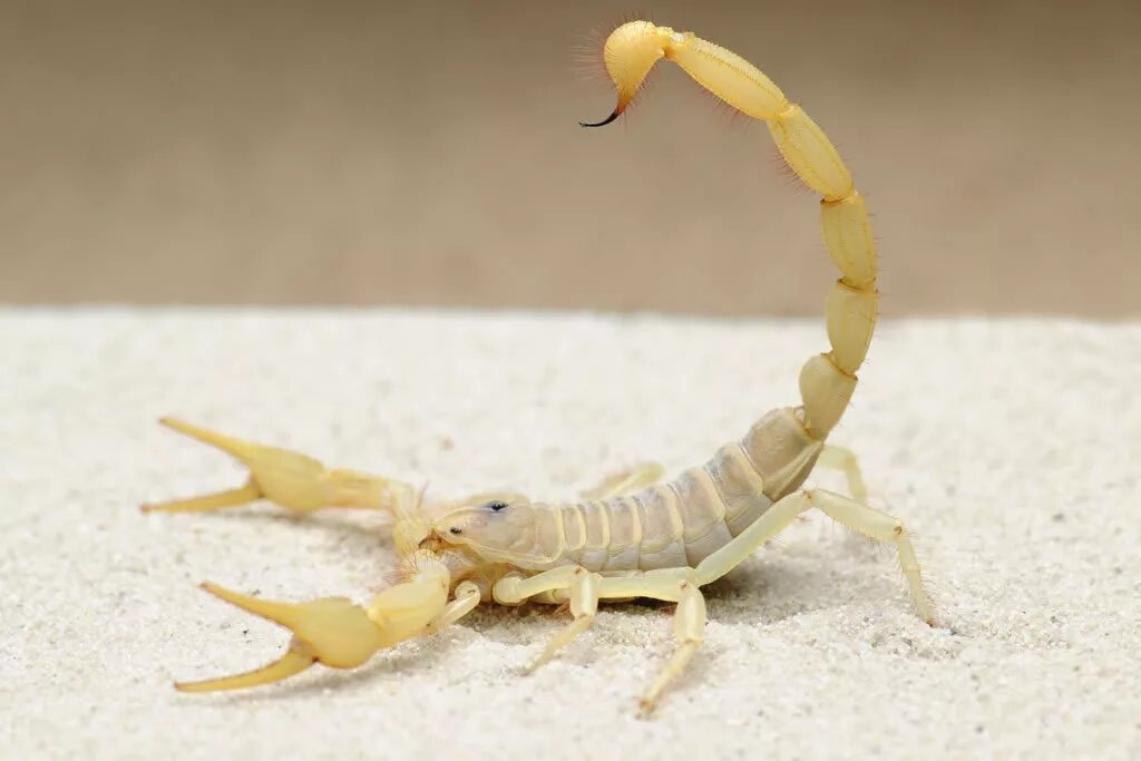Scorpion white. Hadrurus arizonensis. Скорпион гадрурус Аризонский. Аризонский волосатый Скорпион. Белый Скорпион.