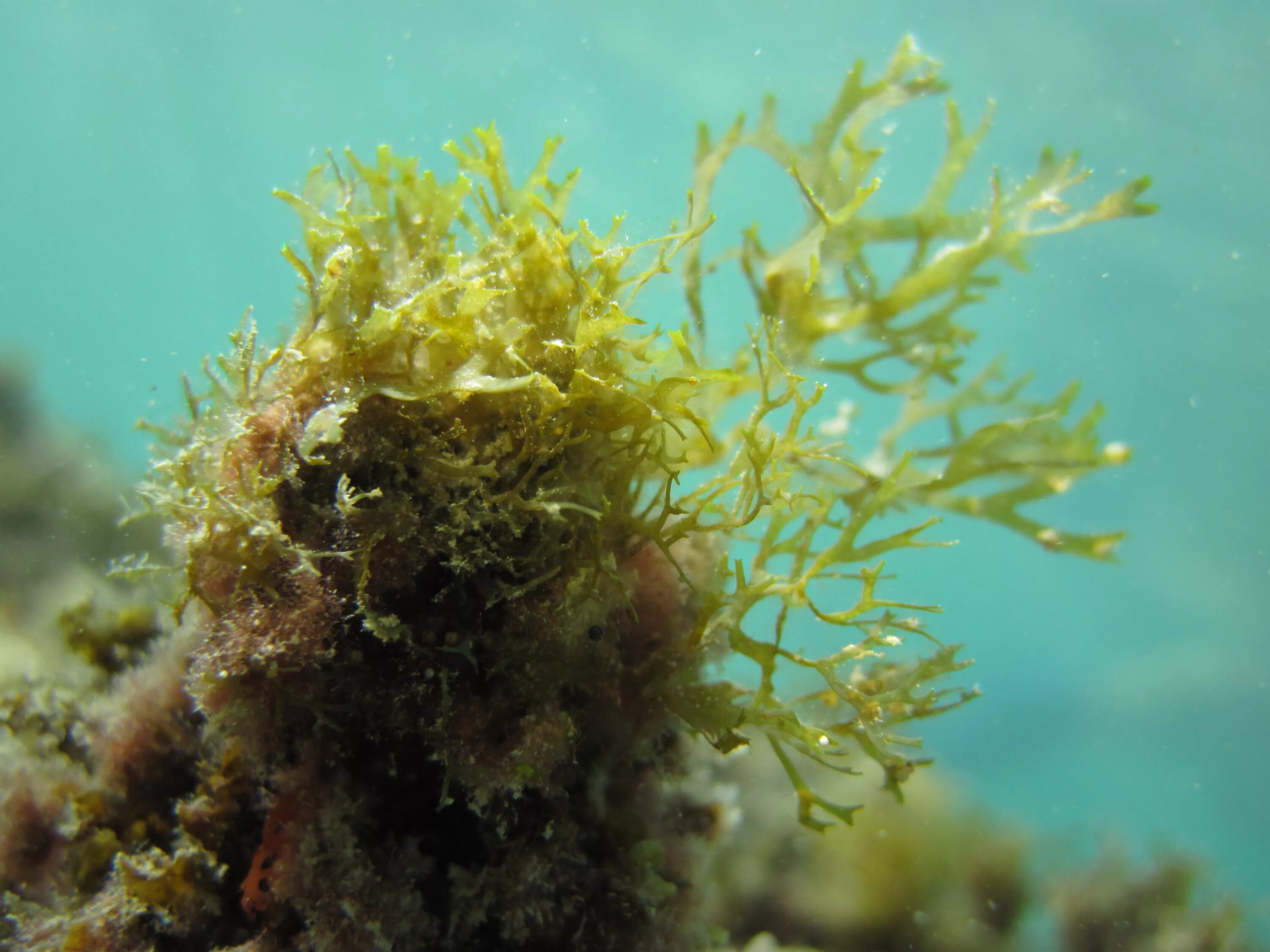 Водоросль чередующаяся. Диктиота водоросль. Водоросль corallina officinalis. Триходесмиум водоросль. Чмек водоросли.