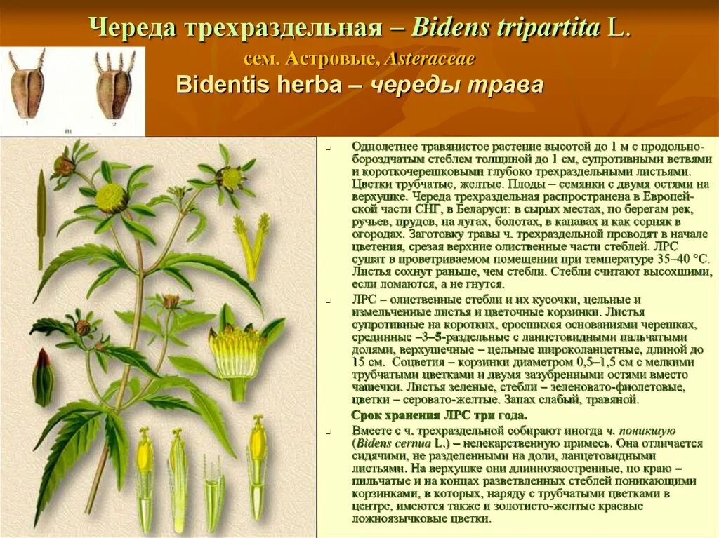 Сырье лекарственных растений. Лекарственное растительное сырьё. Морфологические группы лекарственного растительного сырья. Лрс это. Лрс это.