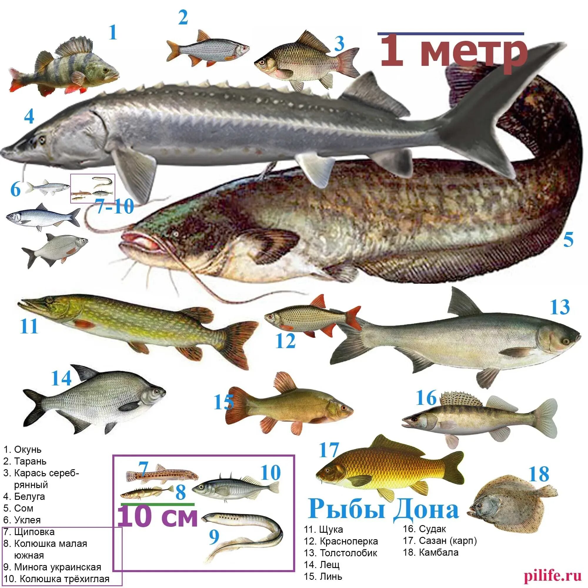 Виды рыб. Рыбы в Дону разновидности. Рыбы реки Дон. Донская рыба с названиями.