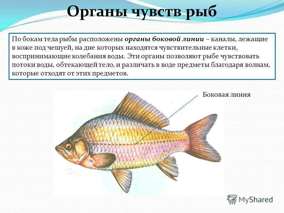 Внешнее строение рыб органы чувств. Боковая линия орган чувств у рыб. Функция органов чувств системы у рыб. Органы боковой линии.