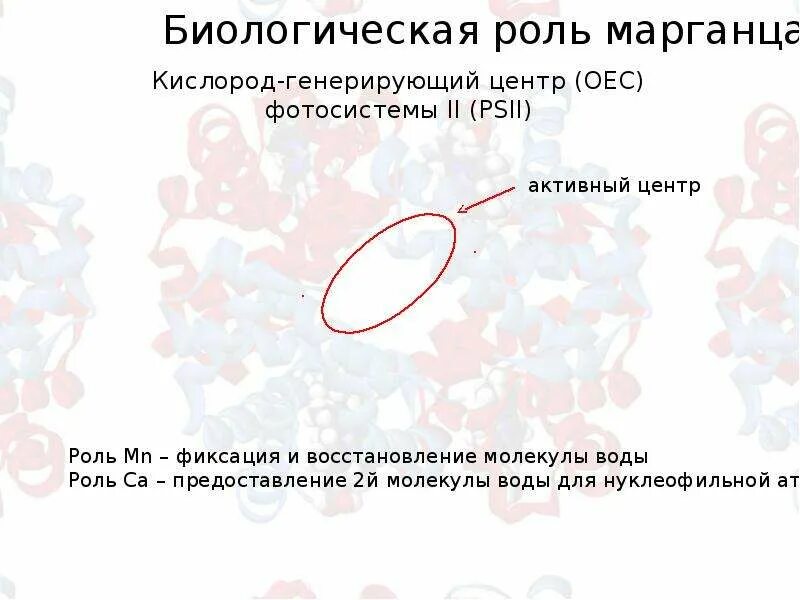 Кислород марганца 5. Биологические функции марганца. Биороль марганца. Бионеорганическая химия теория.