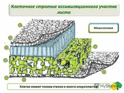 Что такое межклетники в биологии кратко. Что такое межклетники в биологии 6 класс. Межклетники это. Межклетники это. Межклетники.