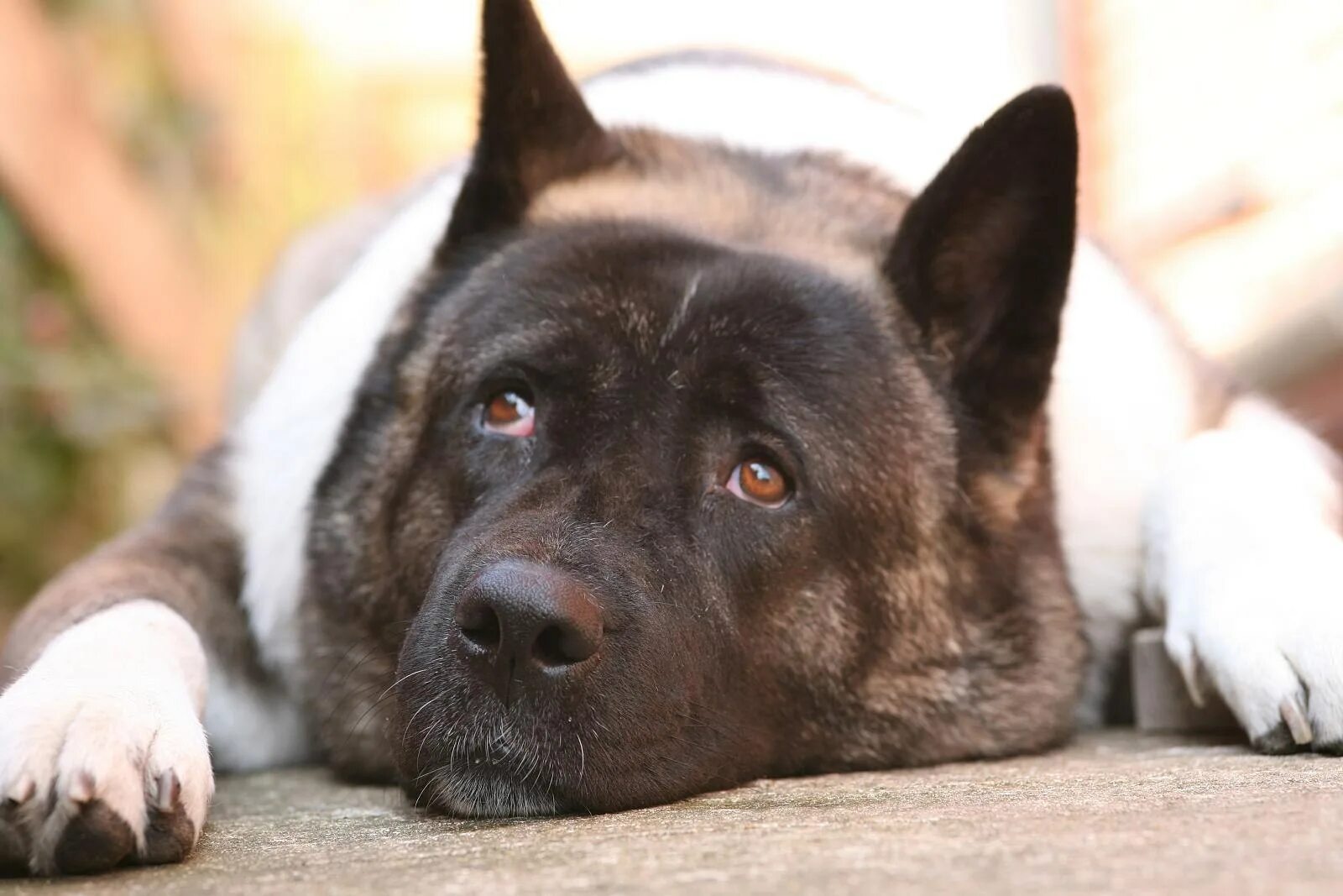 Американская Акита. American Akita Dog. Акита охранная собака. Американская собака охрана. Какую породу хотите