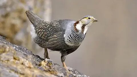 Jinsiy aloqani tozalash