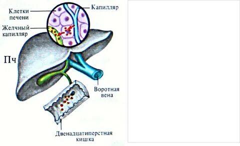Желчные капилляры печени