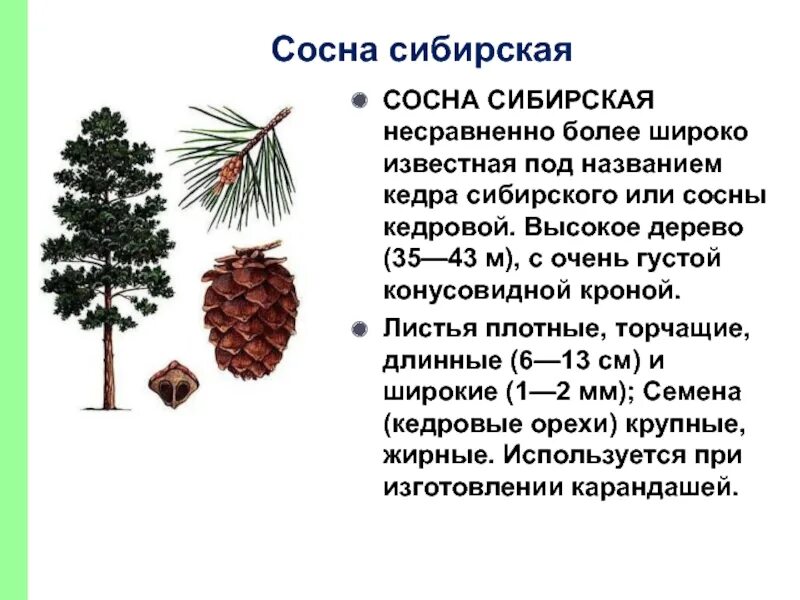 Хвойные растения свойства. Хвоинки дерева сосна Кедровая. Жилкование сосна Сибирская Кедровая. Сосна Кедровая Сибирская побег. Плод сосны сибирской кедровой.