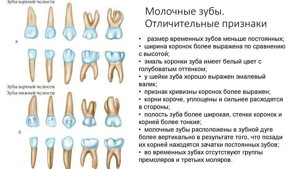 Почему зубы отличаются между собой у разных. Молочный зуб четверка строение. Корни у молочных зубов моляр. Жевательный молочный зуб строение. Анатомические особенности строения молочных зубов.