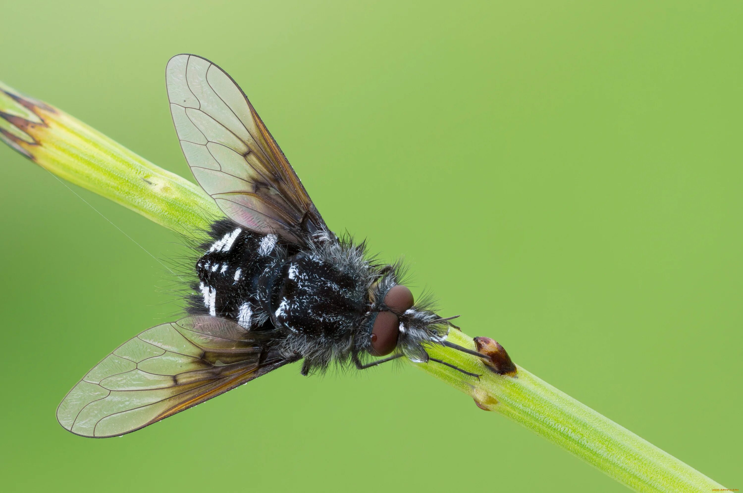 Bee fly. Муха фото. Муха травинка. Скорпионовая Муха. Полёт мухи.