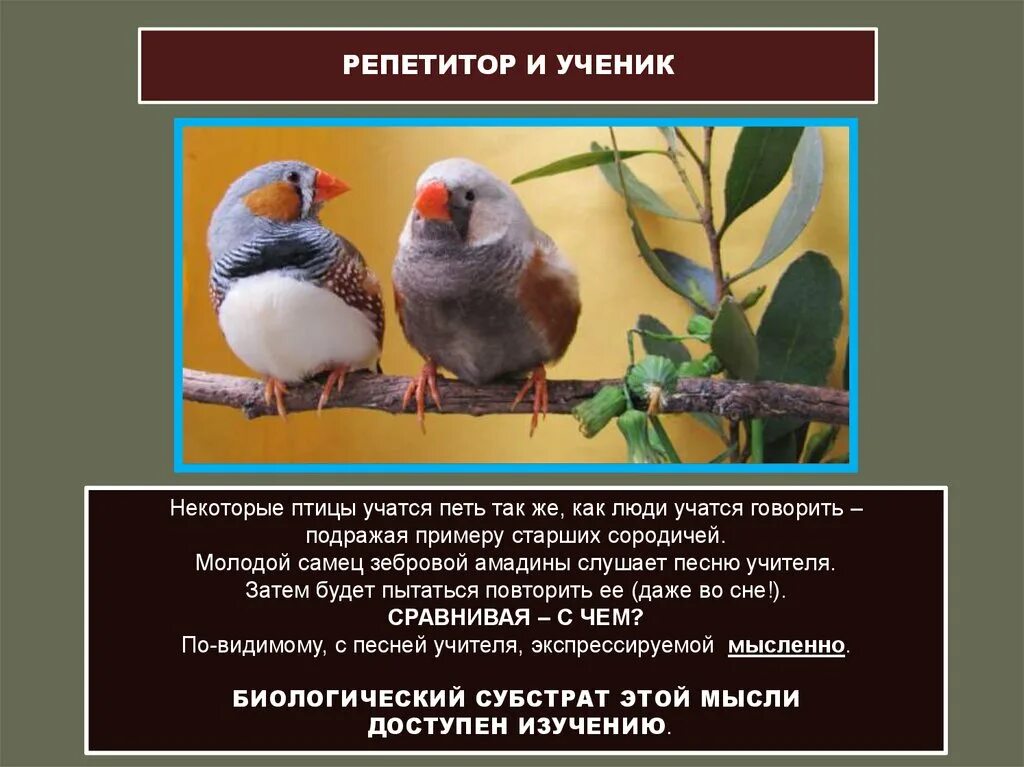 То как птицы учатся петь свои. Как птицы учатся петь. Самец амадины. Птица учится петь. Амадины описание.