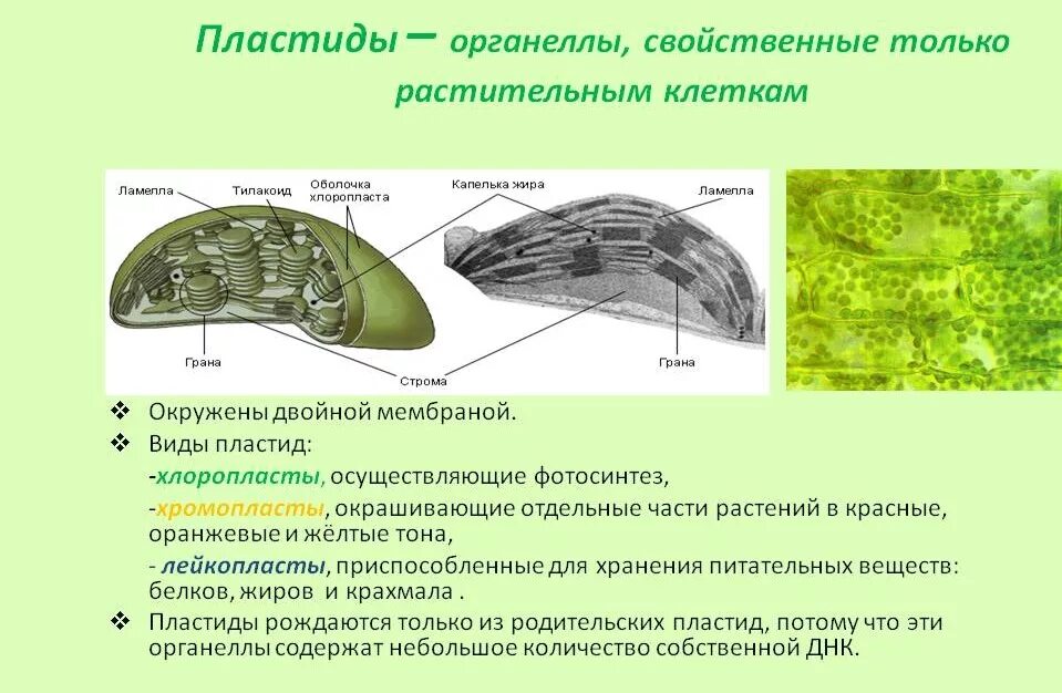 Хлоропласты отсутствуют. Хлоропласты хромопласты лейкопласты. Хлоропласты растительной клетки строение и функции. Функции органоидов клетки хлоропласты. Строение хлоропласта растительной клетки.