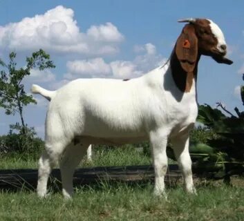 Stopban новый goat