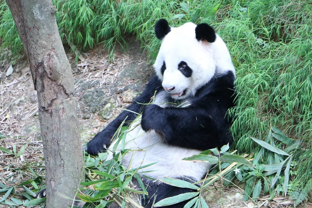 Pandas endangered