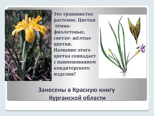 Проект редкие виды растений ипатовского района Какие покрытосеменные растения занесены в красную книгу найдено 88 фото