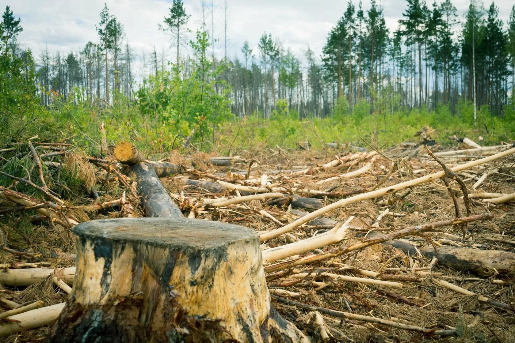 Вырубка лесов в Томской области. Незаконная вырубка лесов. Срубленные деревья. Санитарная рубка леса. Лишить лесов