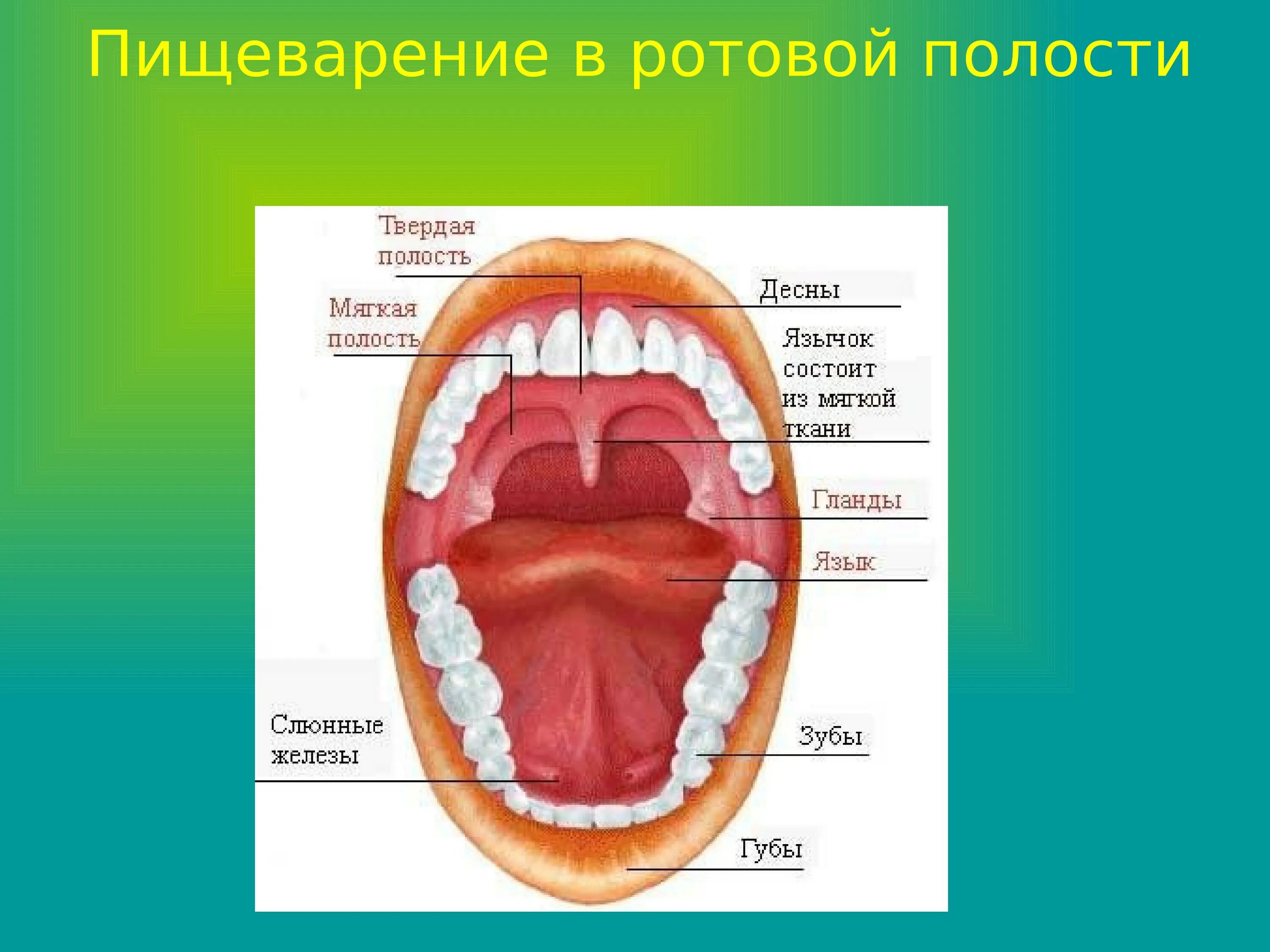 Содержимое полости рта. Пищеварительная система строение зуба. Строение полости рта пищеварение в полости. Слюнные железы, зубы, строение, функция.. Строение ротовой полости слюнные железы.