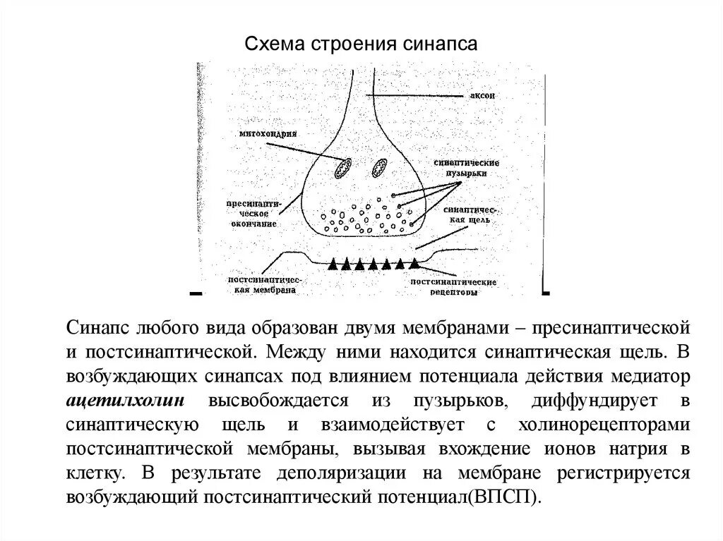 Дайте определение синапс