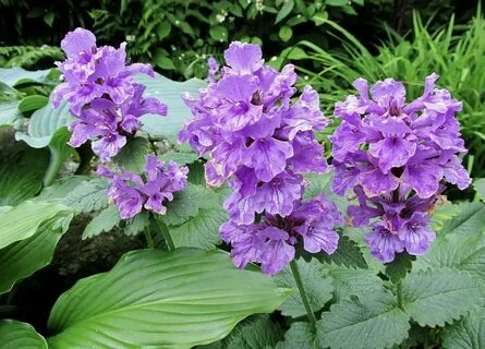 Буквица многолетник