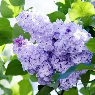 Покажи цветок сирени