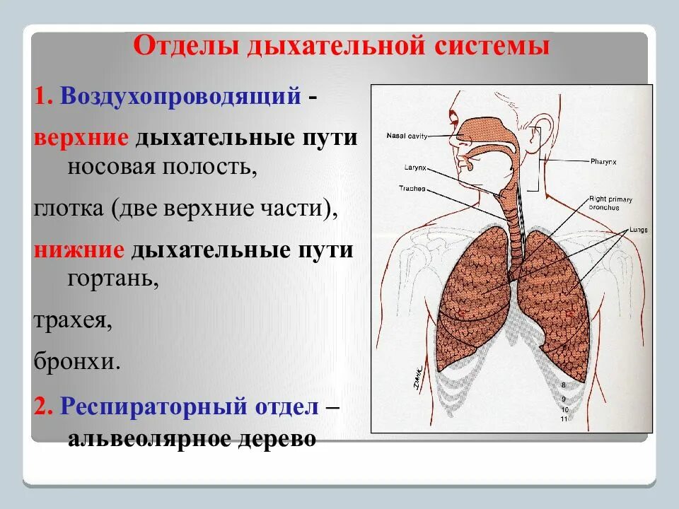 Органы входящие в дыхательную систему функции. Строение и функции отделов дыхательной системы. Строение системы органов дыхания человека. Строение дыхательной системы и пищеварительной системы. Отделы дыхательной системы схема.