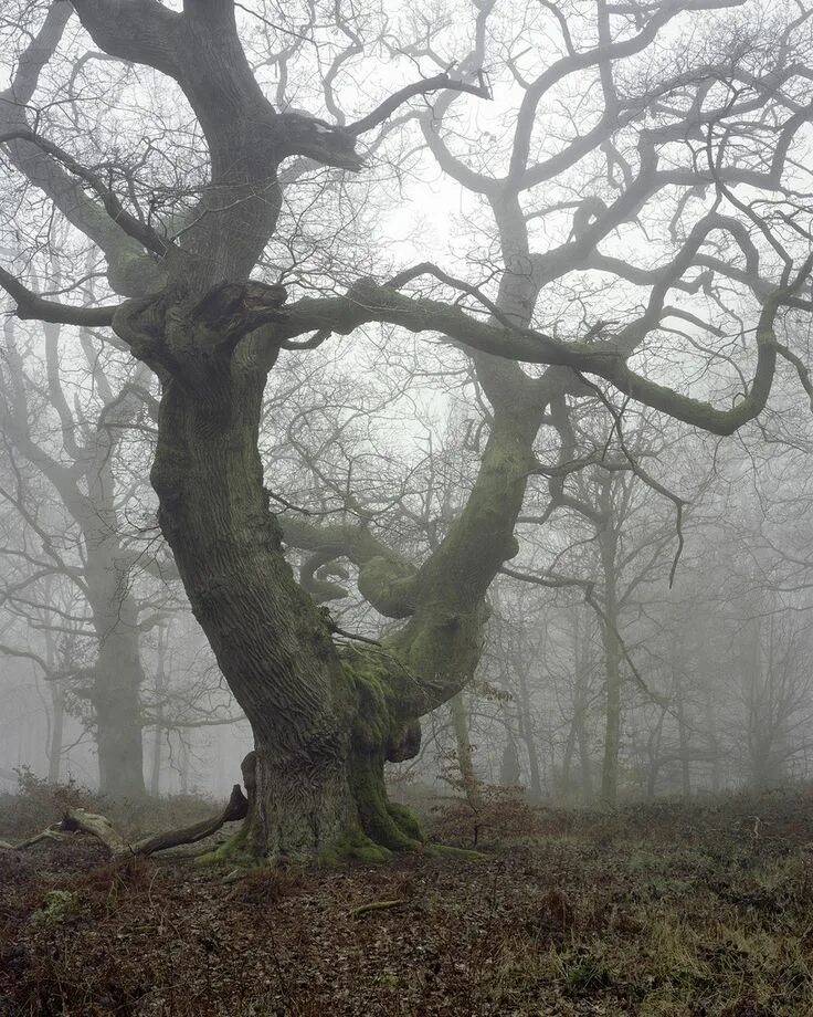Go look in the trees