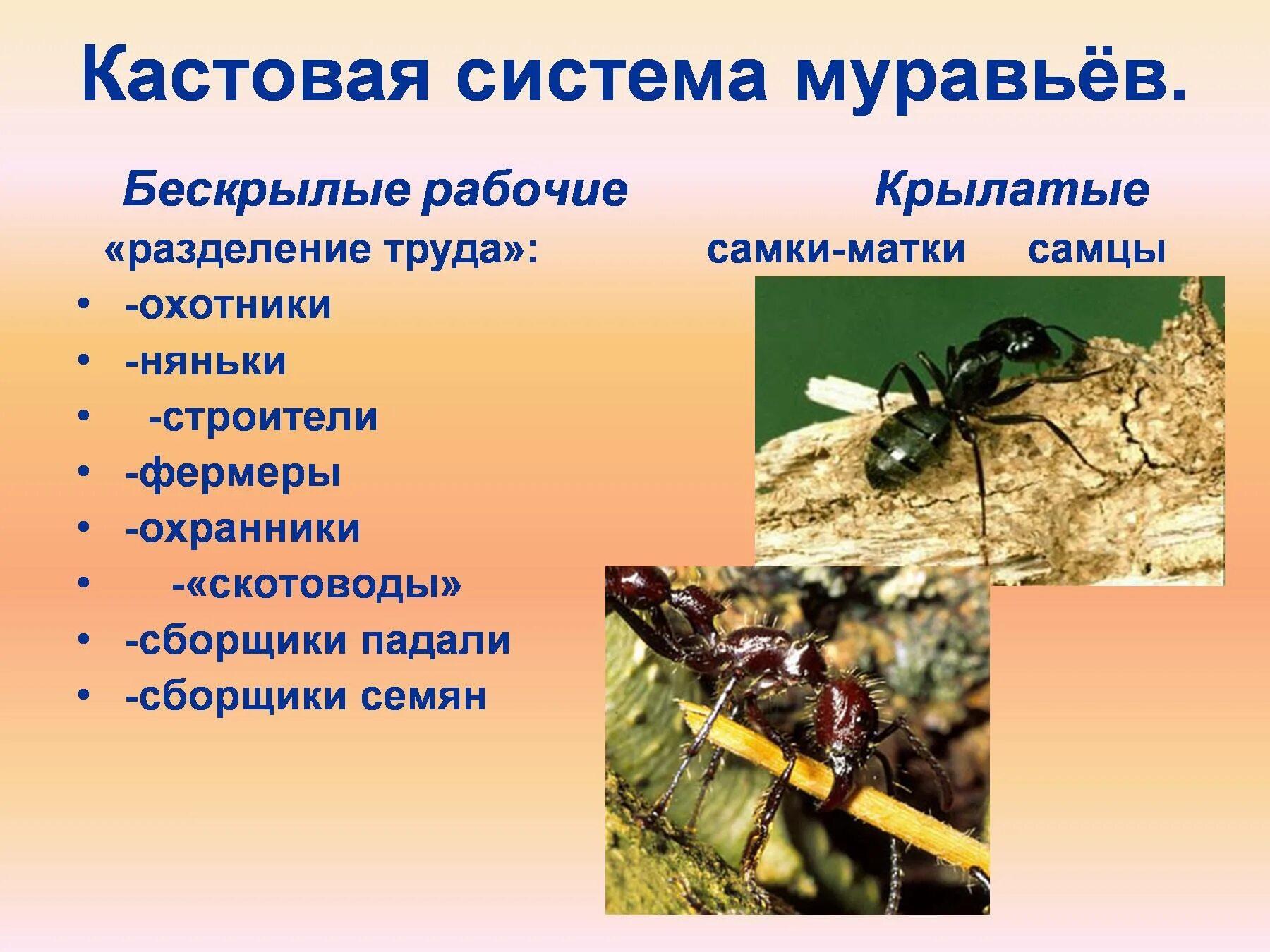 К бескрылым насекомым относятся. Муравьи общественные насекомые. Общественные насекомые пчелы и муравьи. Иерархия общественных насекомых. Презентация на тему насекомые.
