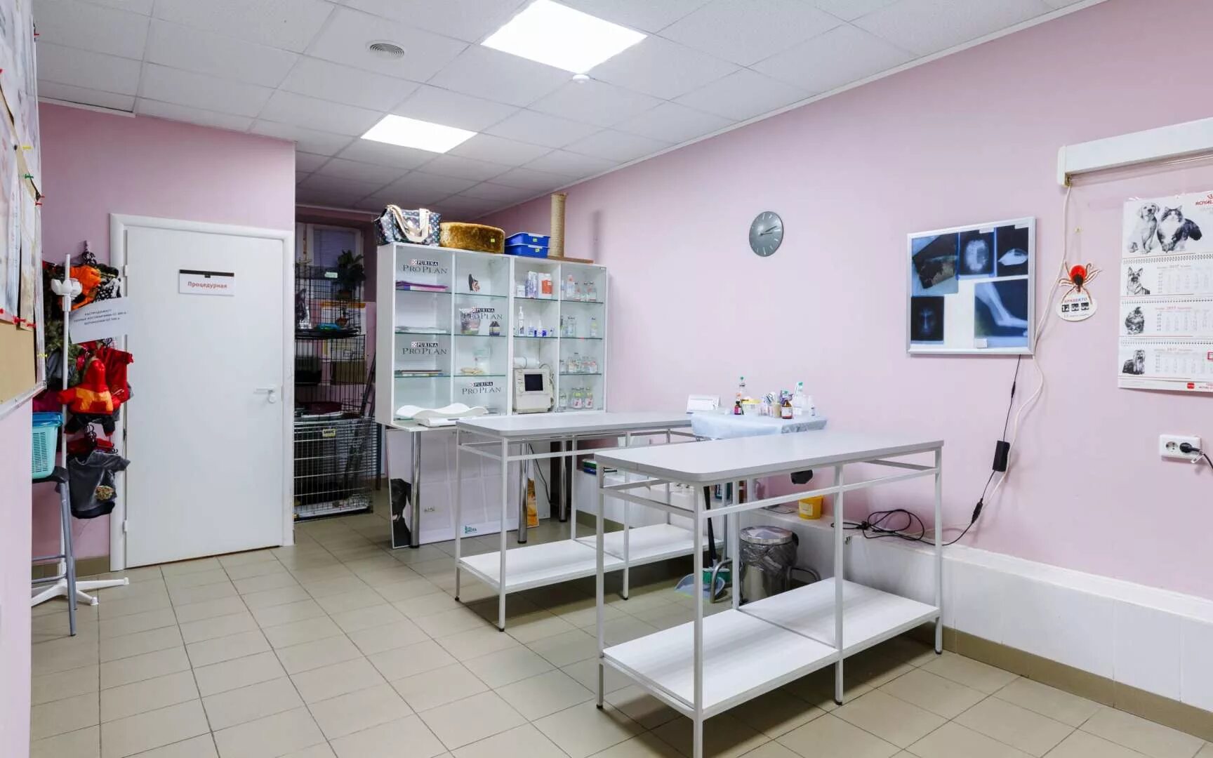 Три кота ветклиника. Ветклиника три кота миасс. Ветклиника три кота электрогорск. Три кота ветклиника томск. Ветклиника три кота электрогорск.