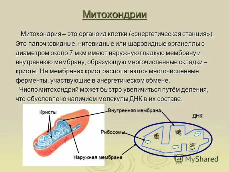 Органоид называемый энергетической станцией клетки