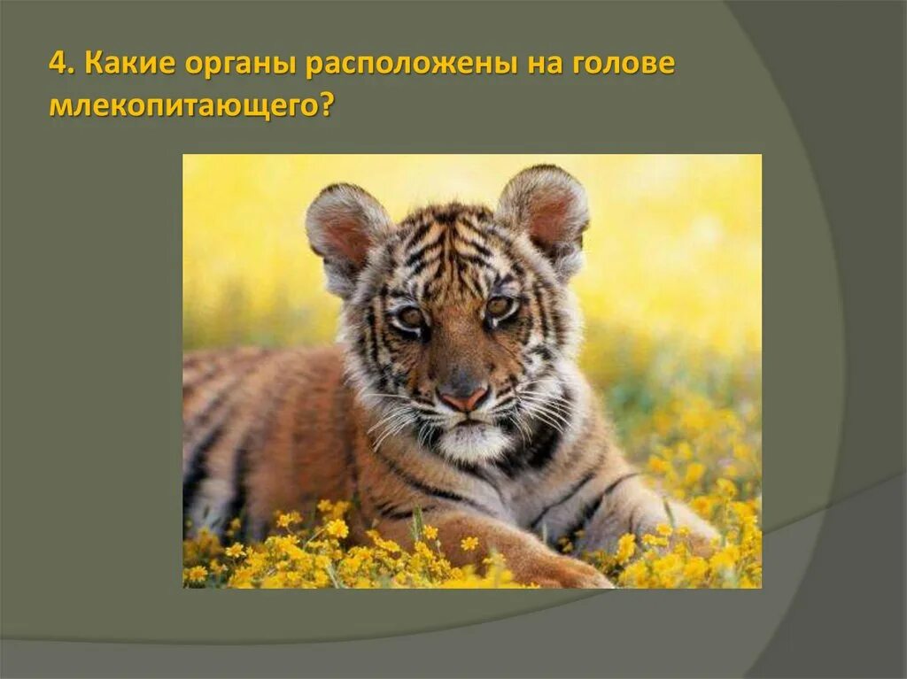 Голова млекопитающего