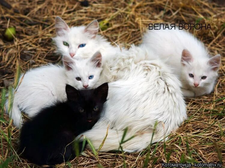 самый белый среди белых