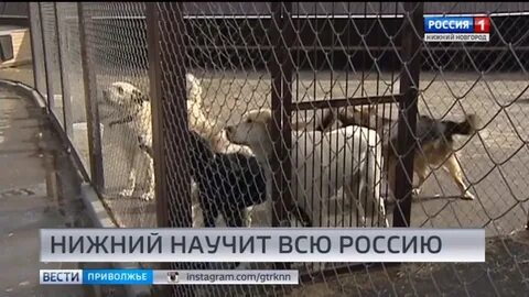 Приют для животных в нижнем новгороде
